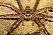 A spider in Bilsa.