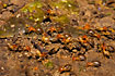 Termites in Bilsa.