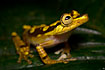 Photo ofChachi Tree Frog (Hyla picturata). Photographer: 