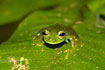 Photo ofGiant Glass Frog (Centrolene sp.). Photographer: 