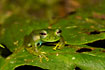 Photo ofGiant Glass Frog (Centrolene sp.). Photographer: 
