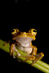 Photo ofChachi Tree Frog (Hyla picturata). Photographer: 