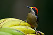 Black-cheeked Woodpecker on bananas in Bilsa.