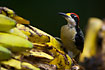 Photo ofBlack-cheeked Woodpecker (Melanerpes pucherani). Photographer: 