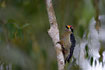 Black-cheeked Woodpecker in Bilsa.