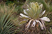 On of the giant Asterales, a Frailejn. In Quito Botanical Garden.