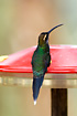 White-whiskered Hermit, a male on a hummingbird feeder.