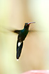 White-whiskered Hermit. This male displays the hummingbirds ability to hover.
