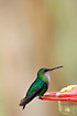 Photo ofGreen-crowned Woodnymph (Thalurania fannyi verticeps). Photographer: 