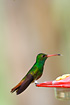 Rufous-tailed Hummingbird on hummingbird feeder.