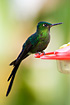 Violet-tailed Sylph, male on hummingbird feeder.