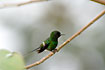 Green Thorntail, male.