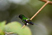 Green Thorntail, male.