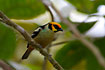 Yellow-faced Tanager