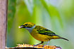 Silver-throated Tanager that eats banana.