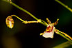 he orchid Sigmatostalix pichinchensis.