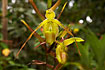 The orchid Phragmipedium longifolium.