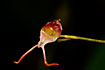 Photo of (Porroglossum teaguei). Photographer: 