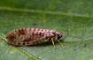 A brown Lacewing of the species Micromus variegatus.