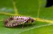 A broown Lacewing of the species Micromus variegatus.