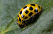 22-spot Ladybird