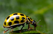 Photo of22-spot Ladybird (Psyllobora vigintiduopunctata). Photographer: 