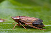 A Cicada. Heteroptera indet.