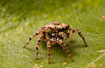 The small Jumping spider Euophrys lanigera.