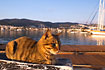 Cat in the evening sun in the harbour in Bodrum.