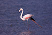 A Greater Flamingo that stretches its wing.