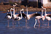 Photo ofGreater Flamingo (Phoenicopterus ruber roseus). Photographer: 