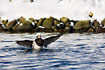 Long-tailed Duck. Male.