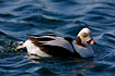 Long-tailed Duck. Male.