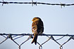 A Twite on a fence around APM Terminals on Aarhus Harbour.