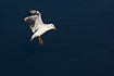 Photo ofBlack-headed Gull (Larus ridibundus). Photographer: 
