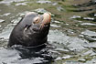 Californian Sea Lion, male. Captive.