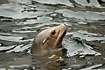 Californian Sea Lion, female. Captive.