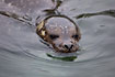 Common Seal. Captive.