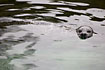 Common Seal. Captive.