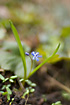 Alpine Squill. A spring flower, common in many gardens.