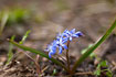 Alpine Squill. A spring flower, common in many gardens.