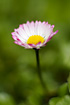 A Daisy flower.