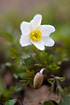 Wood Anemone, a spring flower.