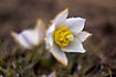 Pulsatilla vernalis, a spring flower. In culture.