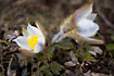 Pulsatilla vernalis, a spring flower. In culture.