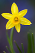 Narcissus asturiensis. A spring flower, common in many gardens.