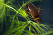 Graphoderus bilineatus, a Water Beetle. Photographed in aquarium.