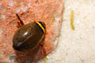 Graphoderus bilineatus, a Water Beetle. photographed in aquarium.