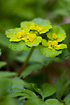 Foto af Almindelig Milturt (Chrysosplenium alternifolium). Fotograf: 