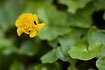 Foto af Vorterod (Ranunculus ficaria). Fotograf: 